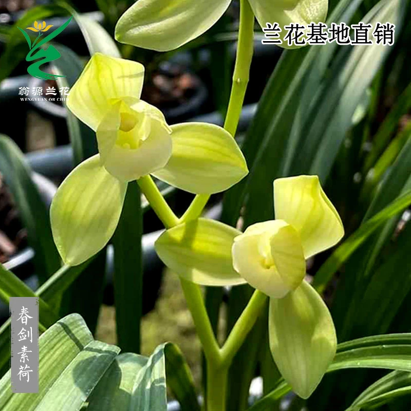 翁源兰花苗老种春剑素荷高端铭品浓香带花好易养室内绿植花卉盆栽
