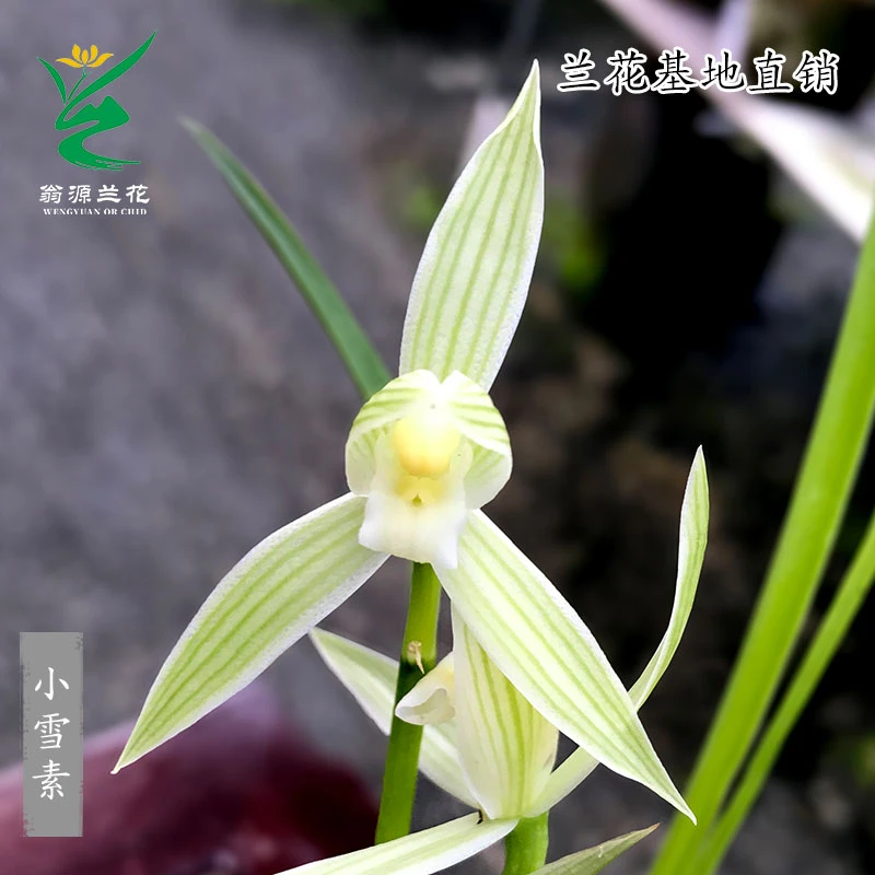 兰花苗春兰铭品莲瓣兰大小雪素浓香型老种新手好养室内花卉盆栽