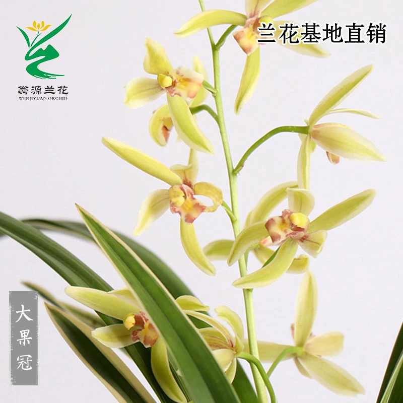 翁源兰花苗四季建兰金边线艺大花浓香大果冠浓香好养室内绿植盆栽