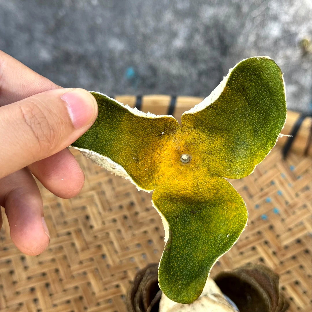 【业荣柑场】2024新会古井沙堆产区自家柑场种植圈枝二红皮