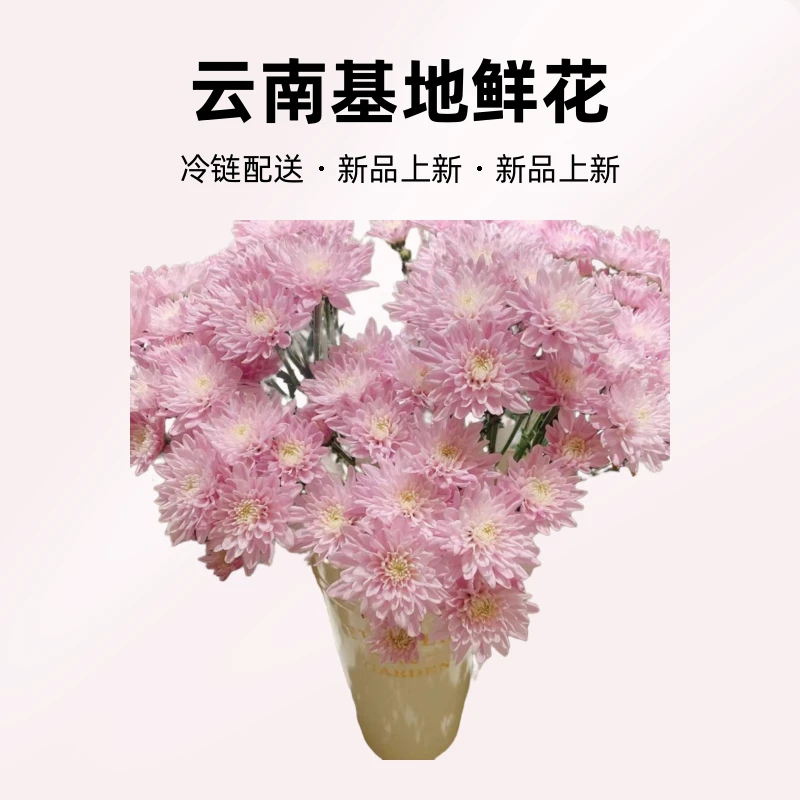 冷链 云南基地鲜花 小雏菊 4扎包邮15%不售后