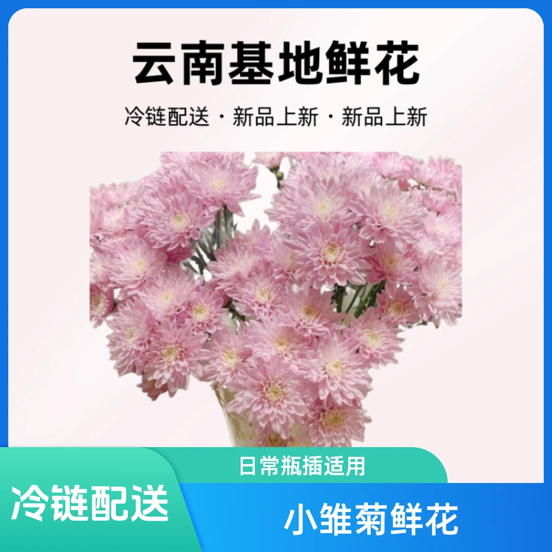冷链 云南基地鲜花 小雏菊 4扎包邮15%不售后