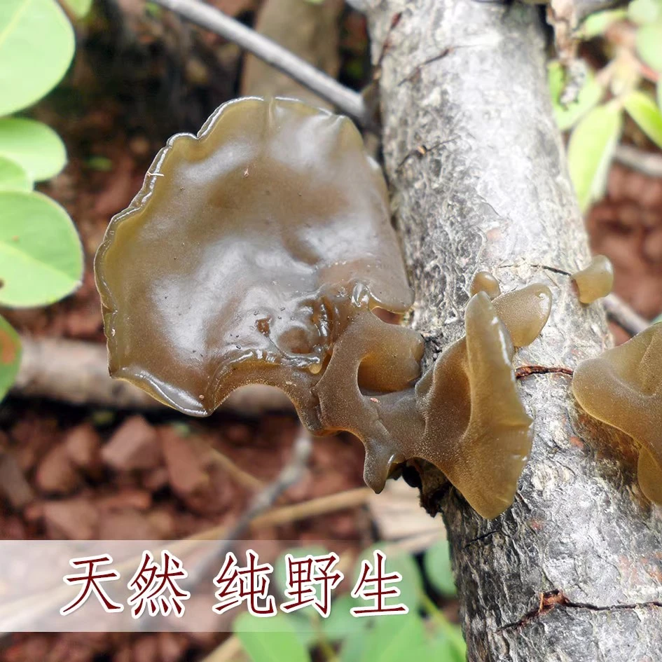 云南哀牢山野生黑木耳土特产蘑菇干货野生菌