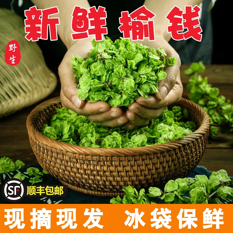2025新鲜野生榆钱儿嫩叶绿色现摘天然当季钱串子冰袋保鲜1/2/3斤