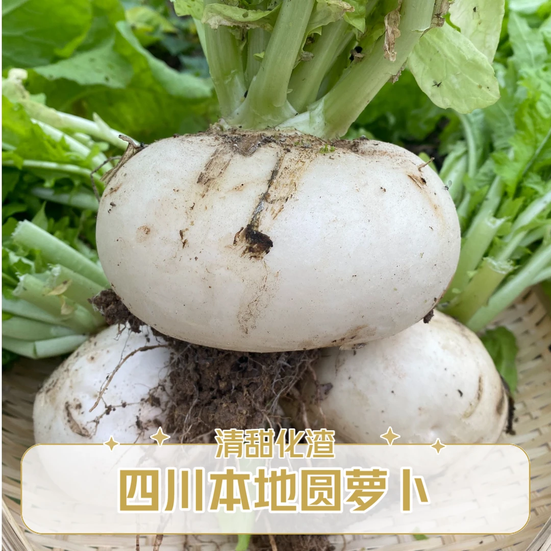 【村干部小罗推荐】四川犍为本地圆白萝卜新鲜蔬菜打霜春不老萝卜