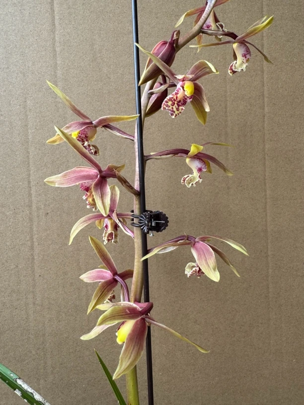 兰花浓香型河南惠兰花卉植物室内绿植盆景，客厅室外鲜花净化甲醛！