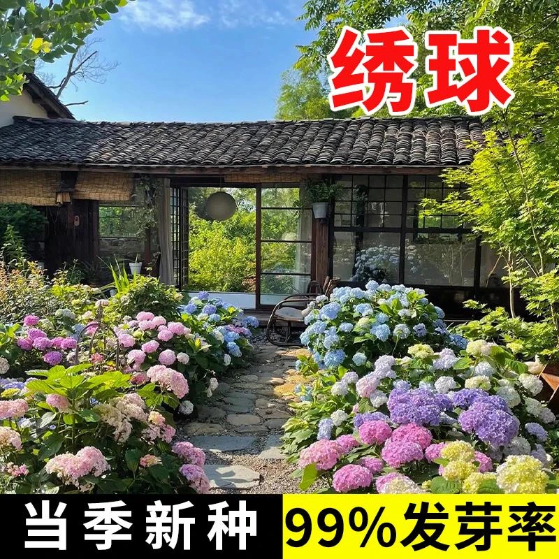 绣球花种籽子四季播种开花多年生花籽盆栽种植庭院易活室内外植物