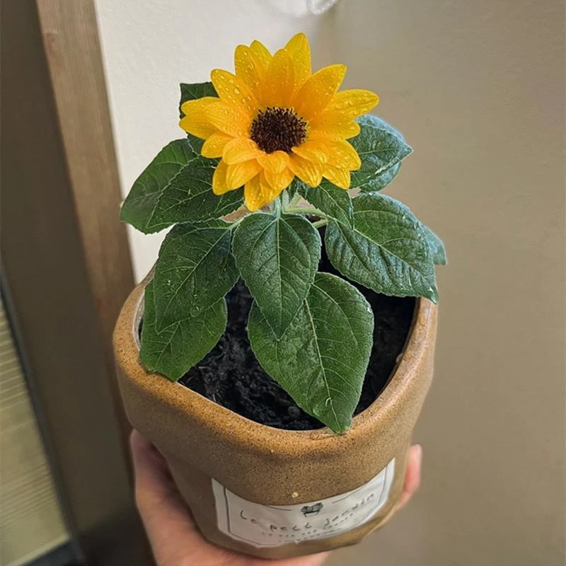 进口向日葵种孑切花矮生迷你四季开花种籽子室内阳台观赏盆栽种子