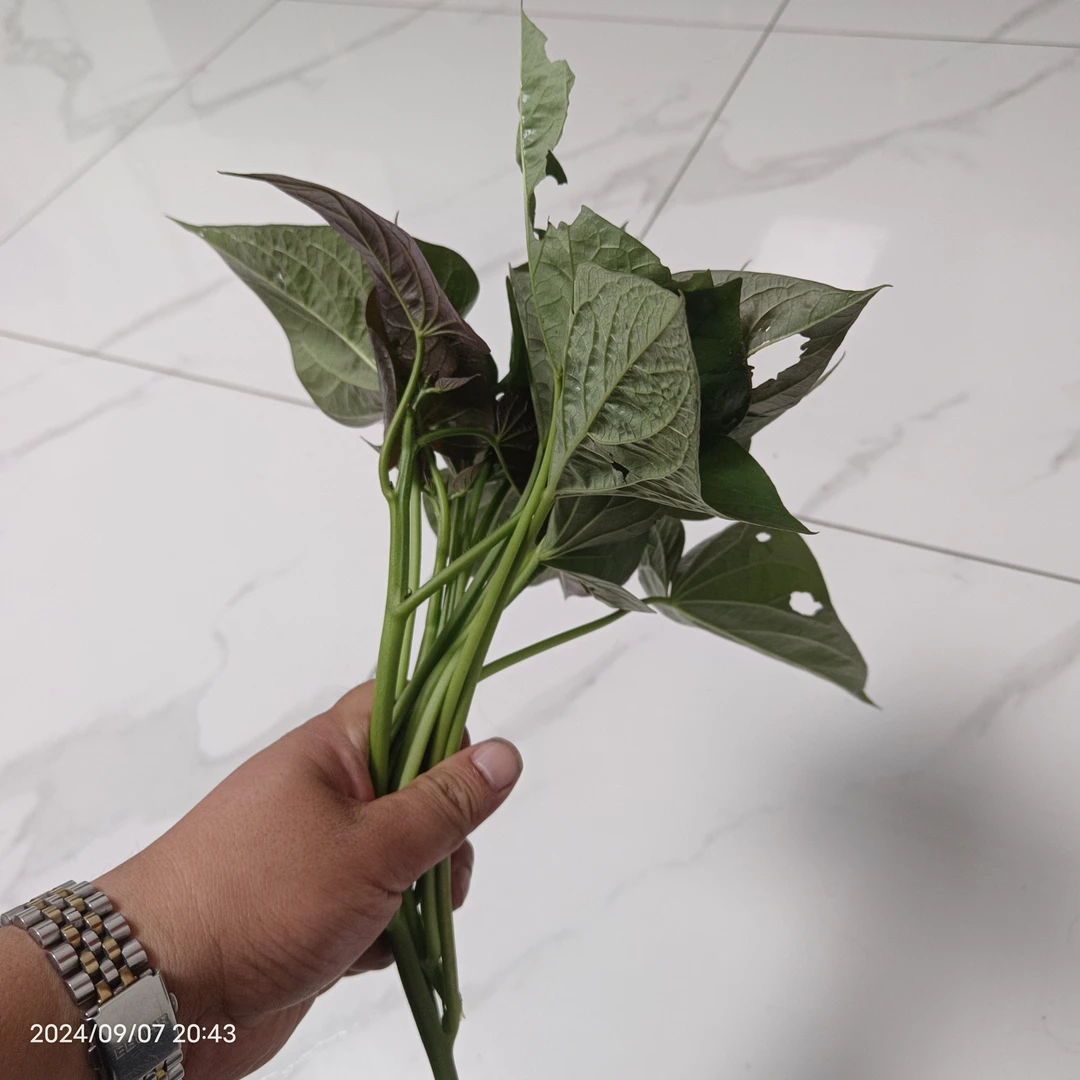 预售地瓜叶（带梗）-两斤装-发顺丰-丈母娘家自种-不打药