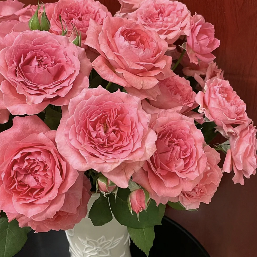 珊瑚果冻月季两加仑美纸袋土求发货地栽盆栽好养活