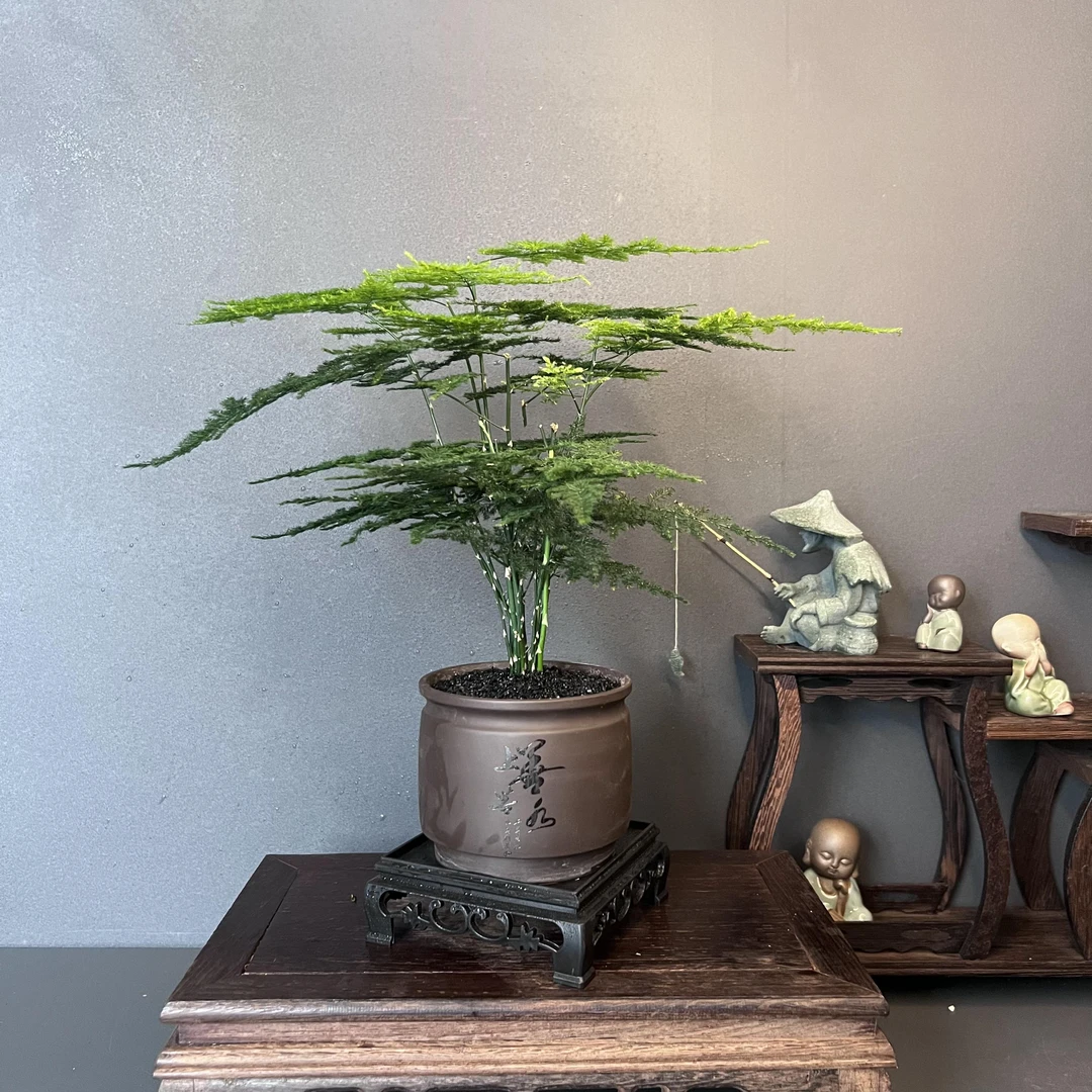 【加团送底座】文竹含盆室内美化环境好养绿植花卉美观绿植