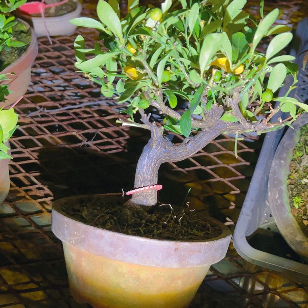 盆景盆景盆景盆景盆景不包邮老*