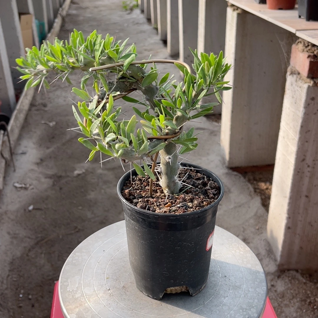 阿修罗城 多肉植物