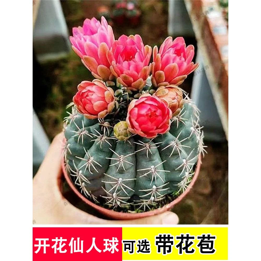开花仙人球带花苞盆栽多肉植物防辐射阳台办公室绿植仙人掌绯花玉