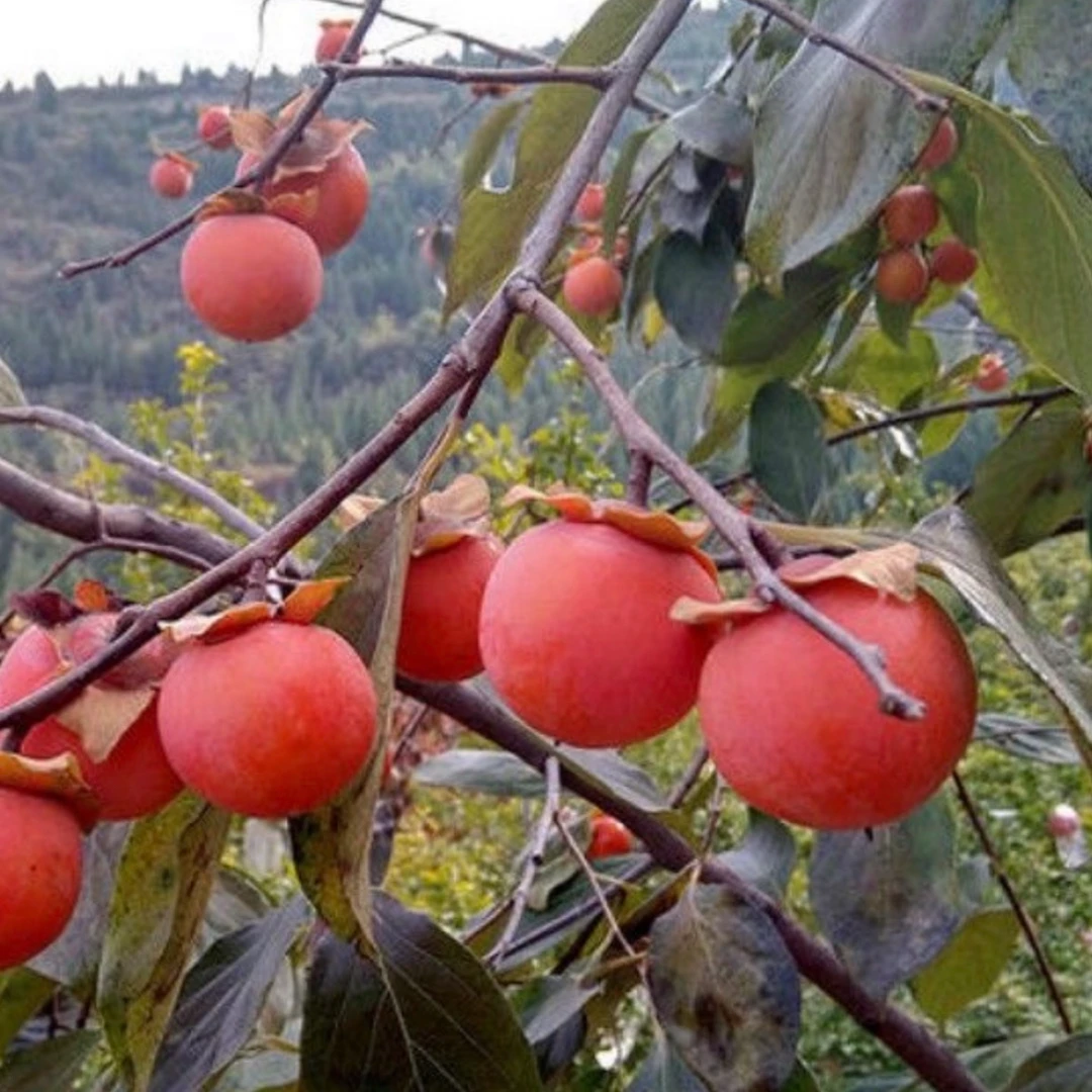柿子树苗柿子苗嫁接柿子树苗盆栽地栽阳台庭院种植南方北方种植
