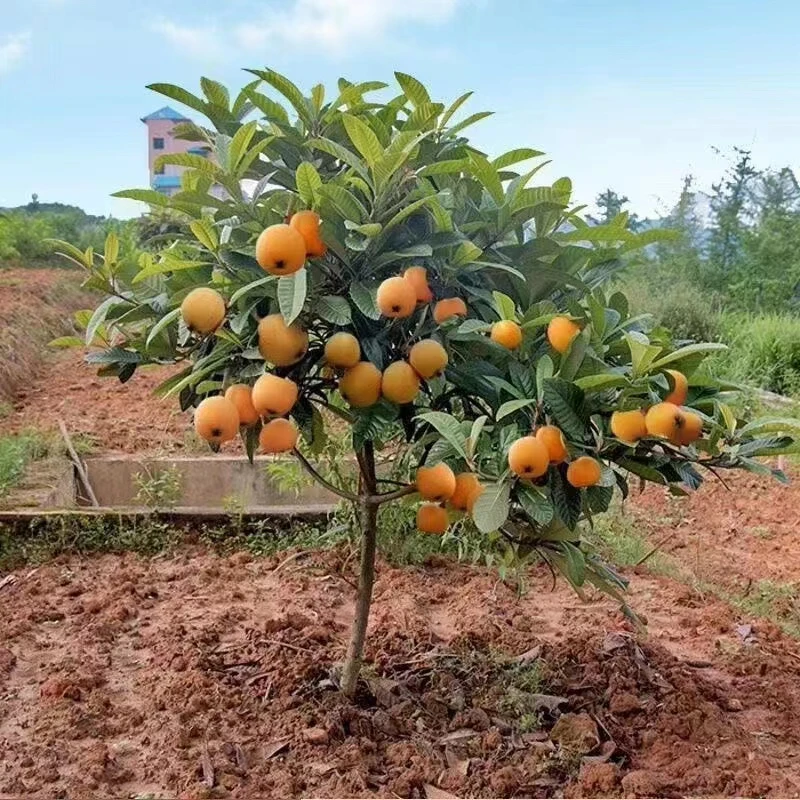 枇杷树苗枇杷苗盆栽地栽南方北方种植阳台庭院楼阁