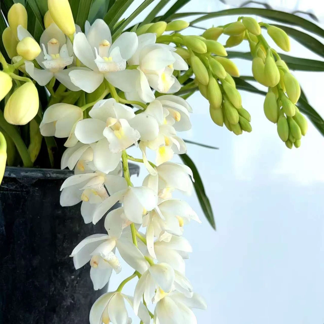 白玉香兰2支 兰花白色耐寒好养兰室内阳台 云南鲜花绿植