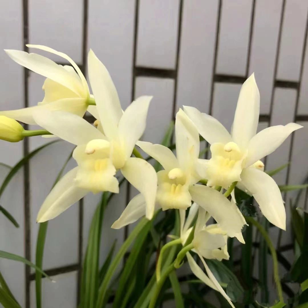 雪美人 (3支)精致兰花黄色耐寒好养兰室内阳台 云南鲜花绿植