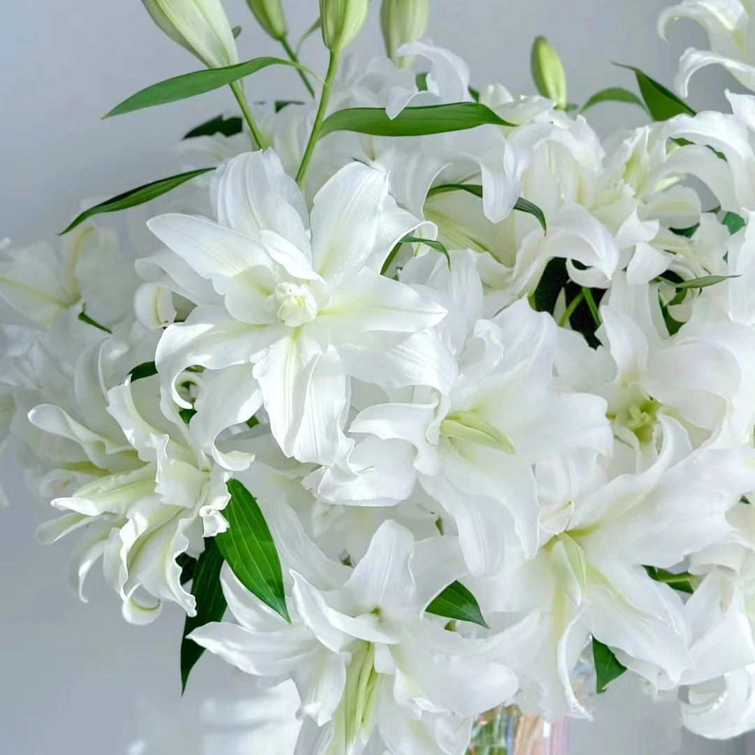 【百合种球大链接2】多年生爆花球根花卉 云南鲜花绿植