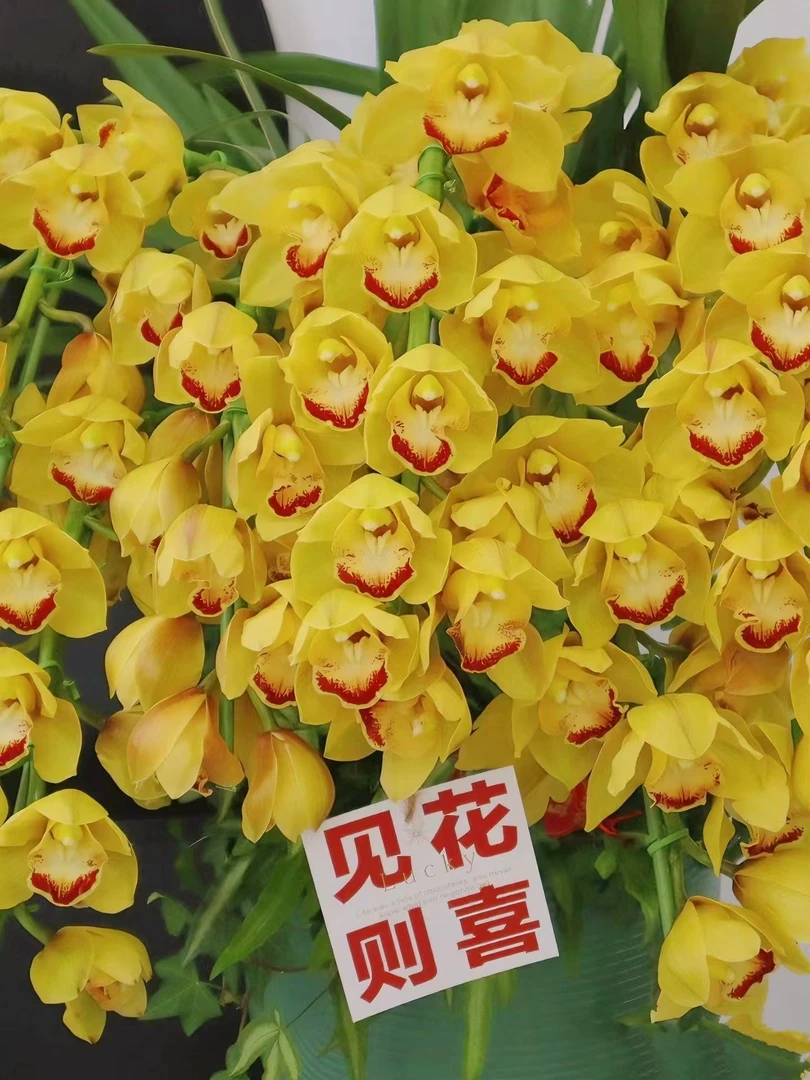 精品黄金岁月4支 盆栽精致兰花金黄色耐寒好养兰云南鲜花绿植