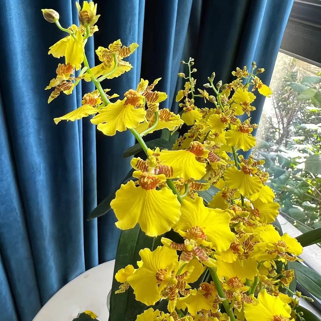 特价蜜糖文心兰不售后 微瑕精致兰花黄色好养爆花兰 云南鲜花绿植