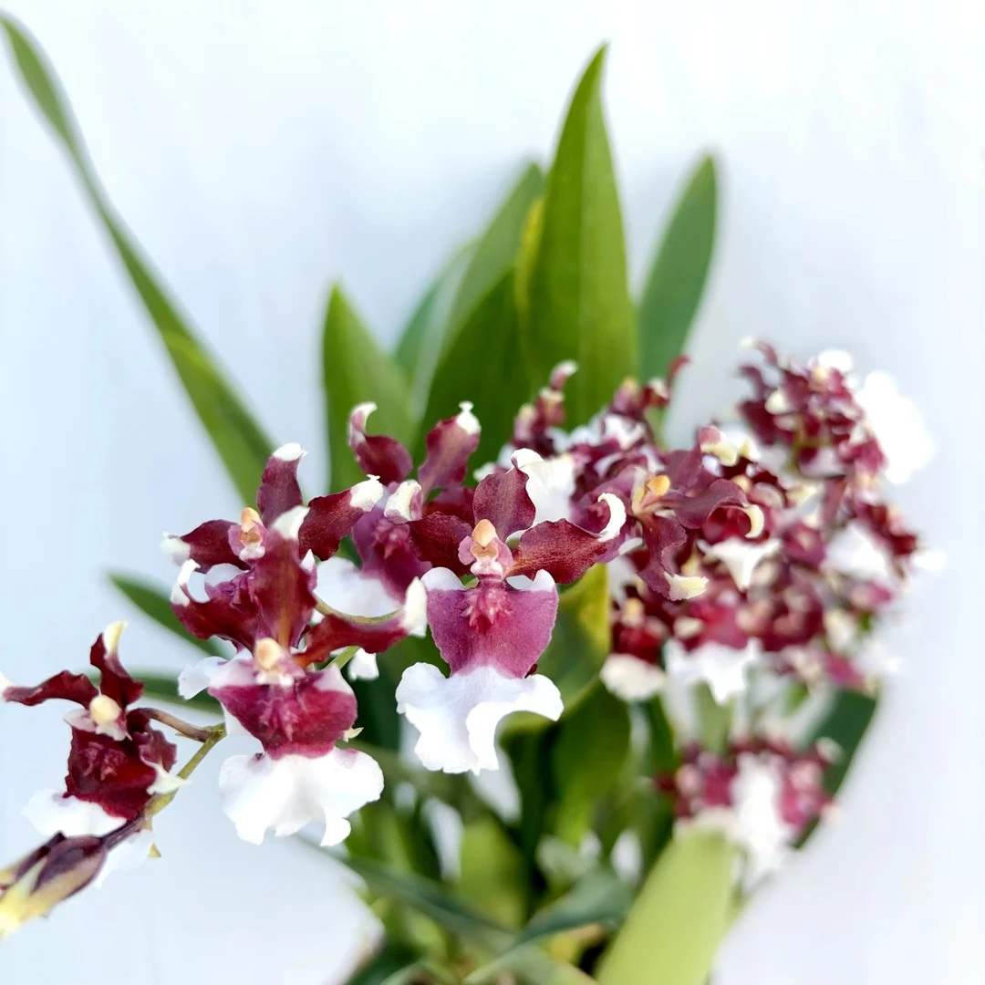 巧克力文心兰带花剑 (白盆)浓香耐寒好养室内阳台云南鲜花绿植