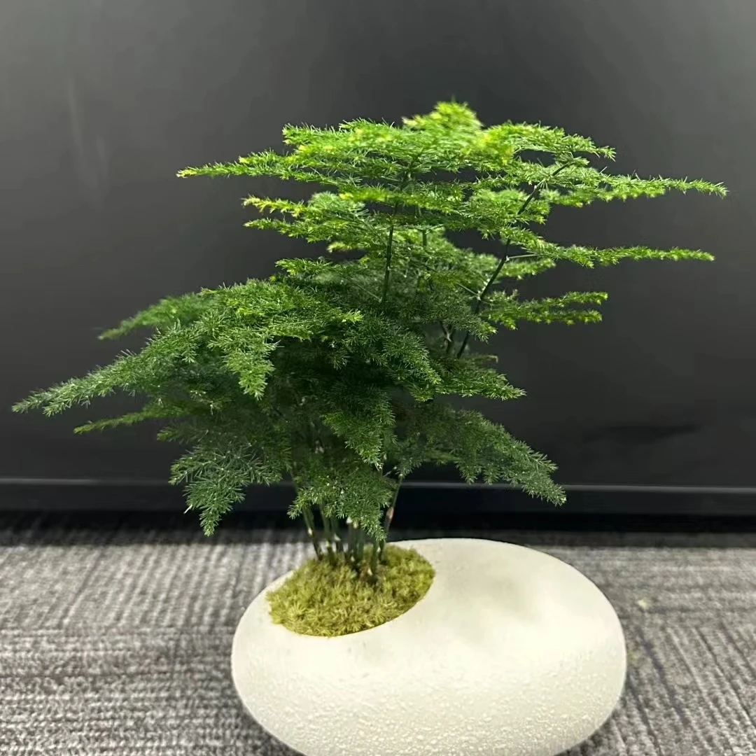 文竹盆栽 清新绿色室内阳台水培装饰植物 云南鲜花绿植
