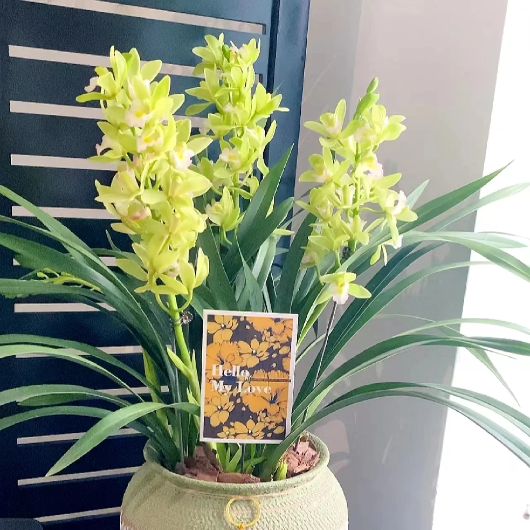 福利香兰 (5支)盆栽精致兰花耐寒好养兰室内阳台 云南鲜花绿植