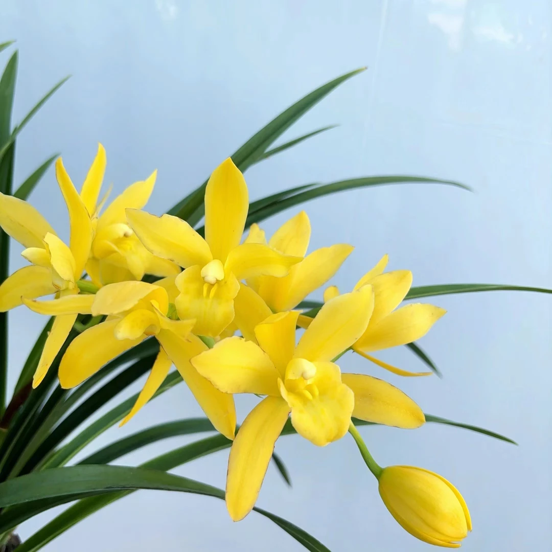 黄帝 带花剑兰花黄色耐寒好养兰室内阳台 云南鲜花绿植