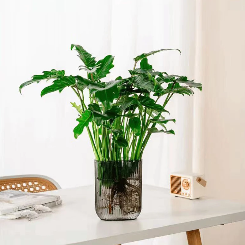 水培植物春羽盆栽蔓绿绒室内春雨绿植常青绿萝好水养办公桌ins风