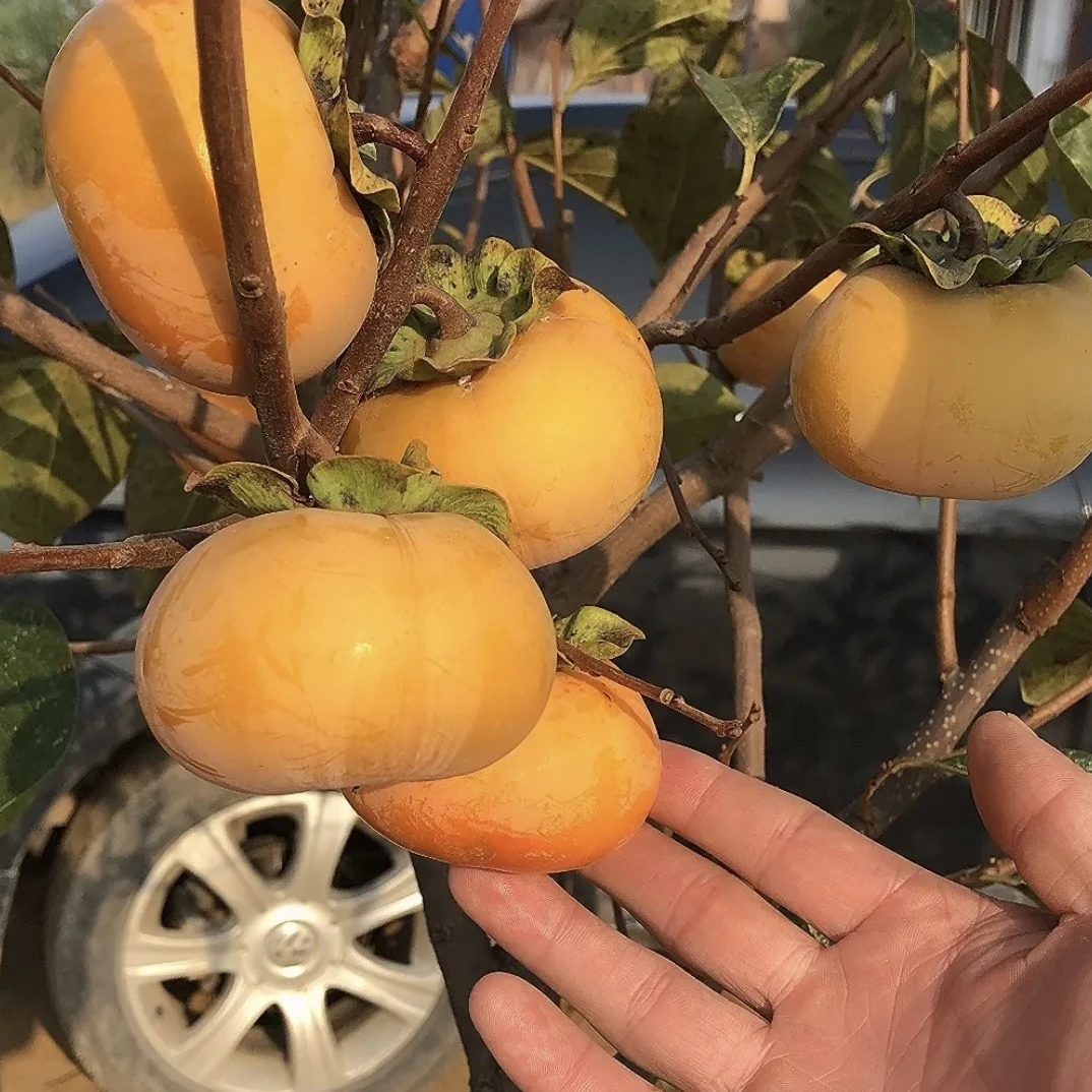 脆甜柿子树 南北方种植 盆栽地栽结果大柿子树