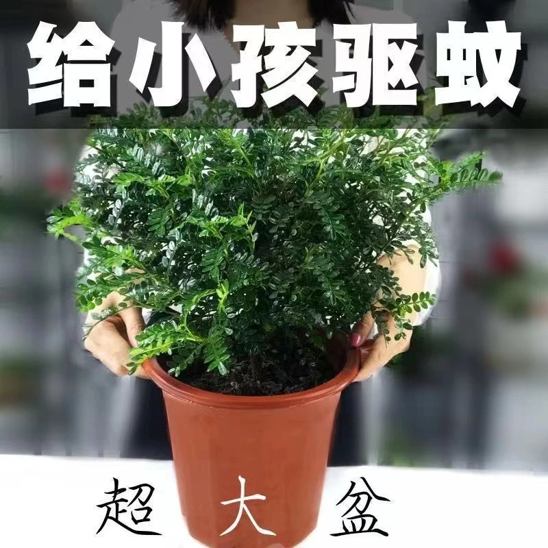 【驱蚊虫】清香木胡椒木盆栽植物盆景净化空气绿植花卉驱蚊草提神