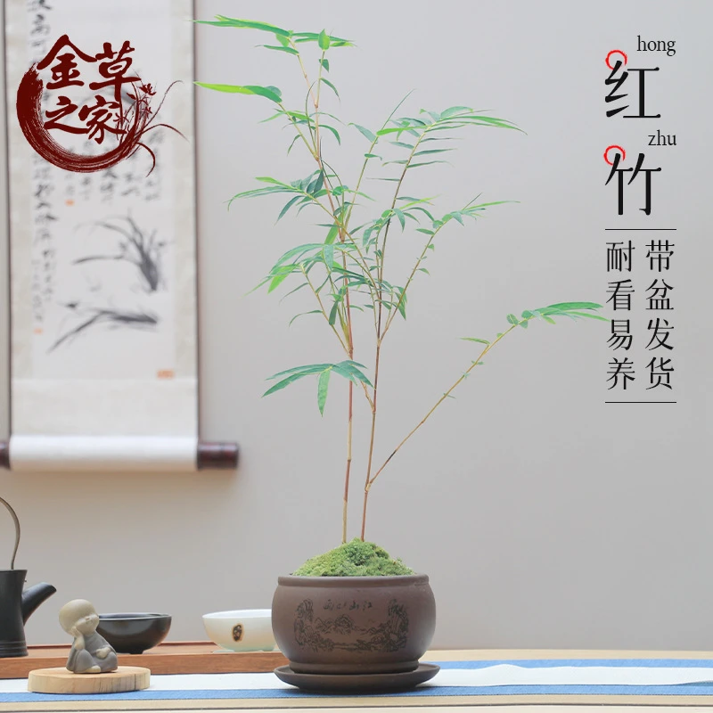 红竹盆景观音竹书房庭院阳台植物小红竹子苗竹子盆栽室内桌面绿植