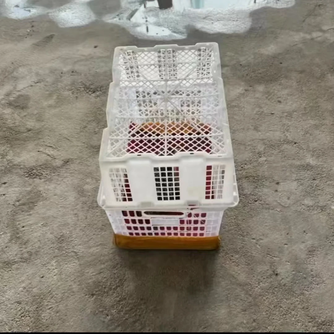大鸵鸵发货笼 鸡笼