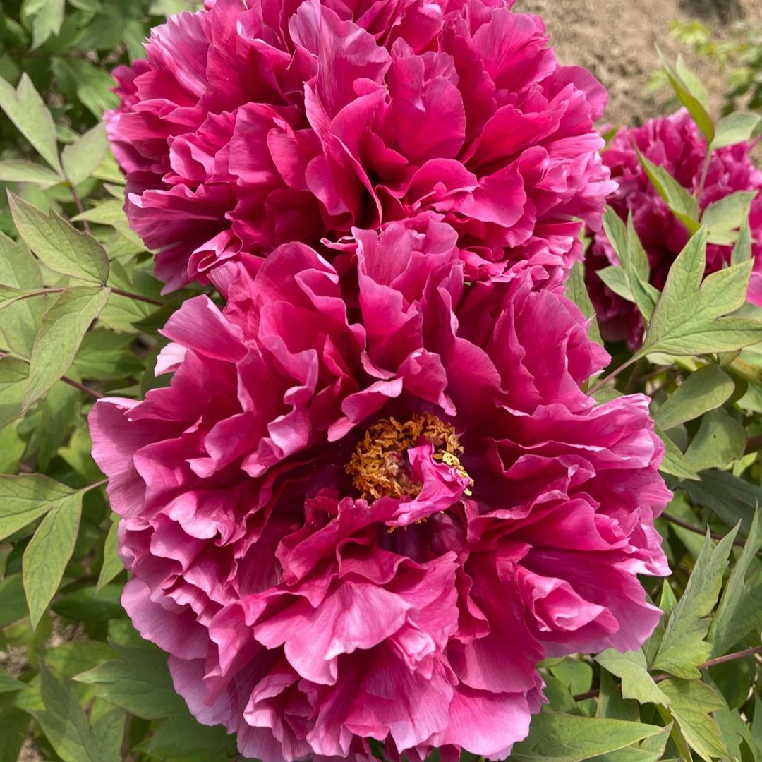 【花王】进口精品牡丹阳台栽苗开花春天施肥花园容易秋季移栽