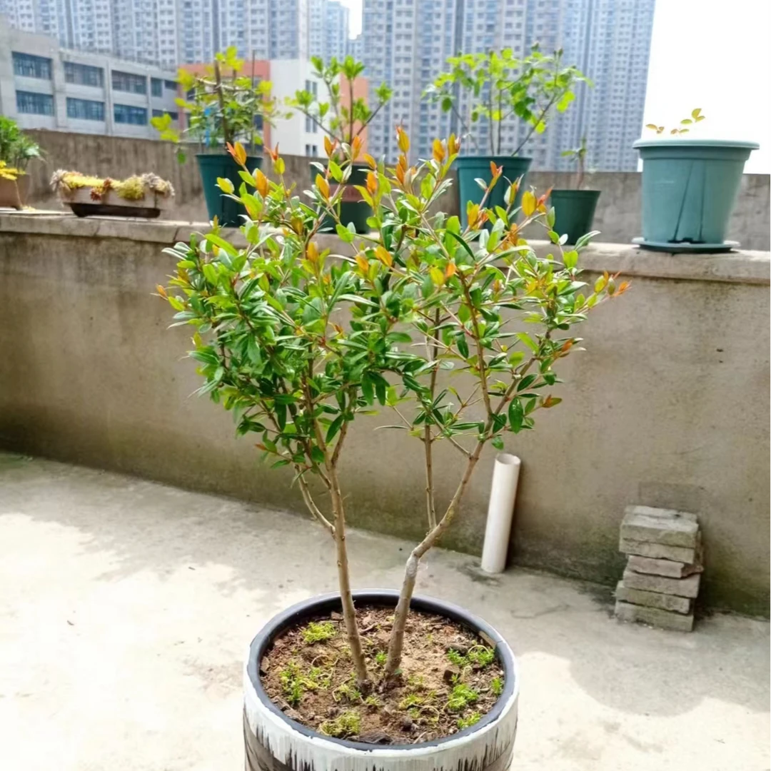 盆栽地栽绿植一物一拍