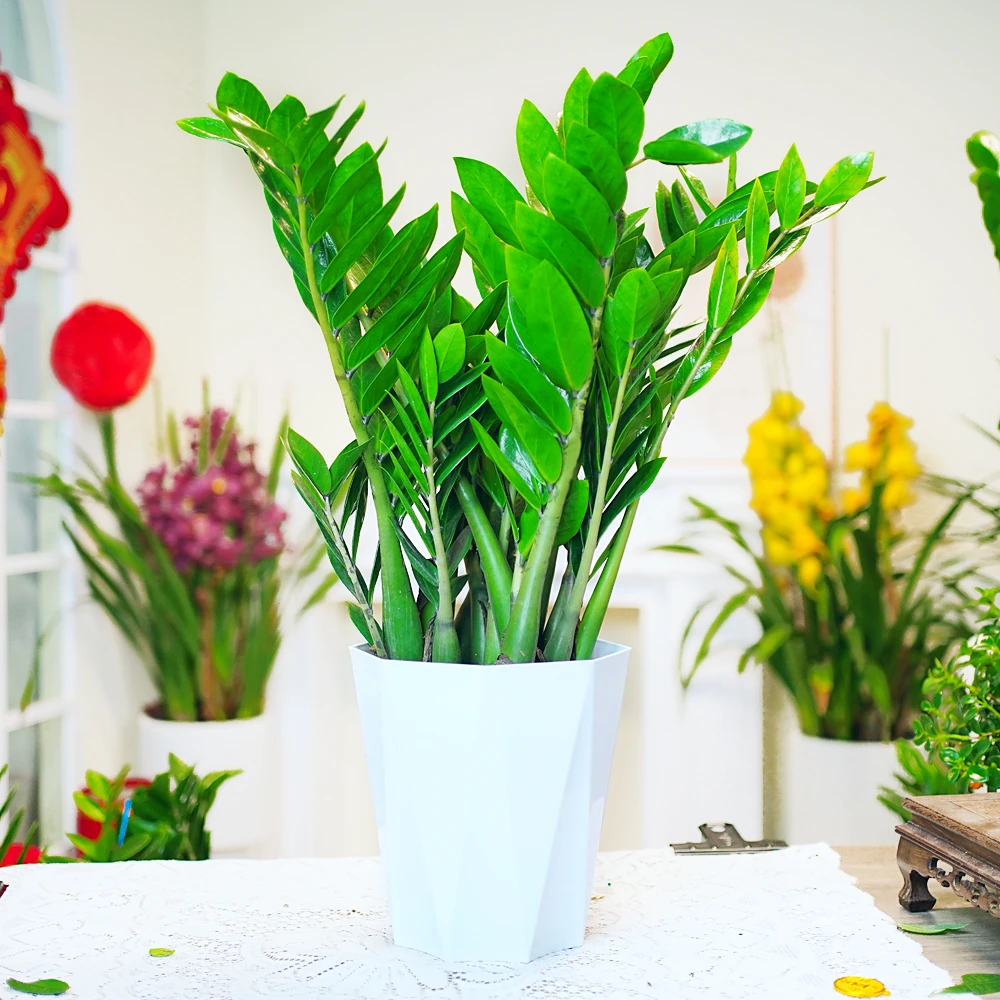 60-70厘米大型金钱树绿叶盆栽懒人植物室内客厅好养绿植钻石盆