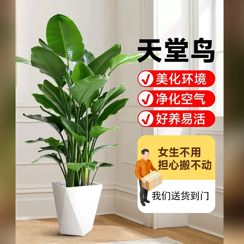 【颜值花旦】大型天堂鸟办公室客厅室内阳台好养绿植美观