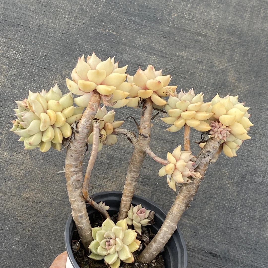 小号飘枝璀璨110# 老桩溯源基地直发多肉植物种植庭院拍下售后