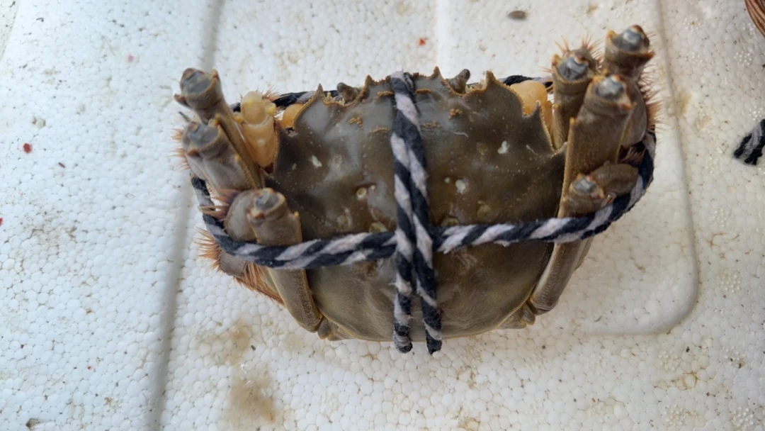 【螃蟹】公母搭配3斤118块