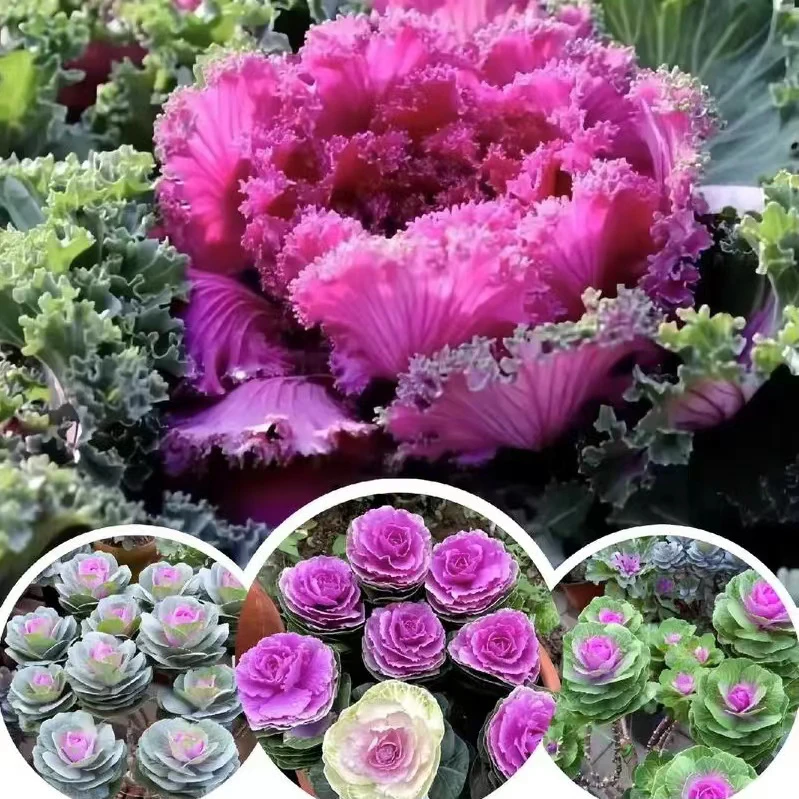 羽衣甘蓝婚纱红鸽名古屋老庄苗耐高温耐低温好养活