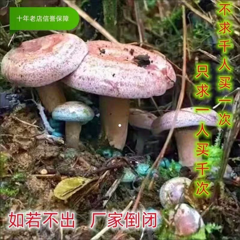 野生紫红色四季乌纵菌原种菌包 菌种家种  黄枞菌 松松菇人工种植