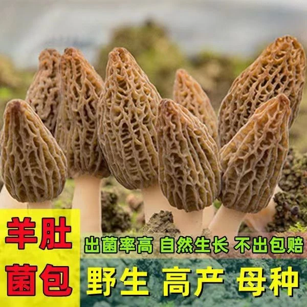 羊肚菌优质菌种菌包种植食用菌家庭室内外阳台四季可种植品质高产