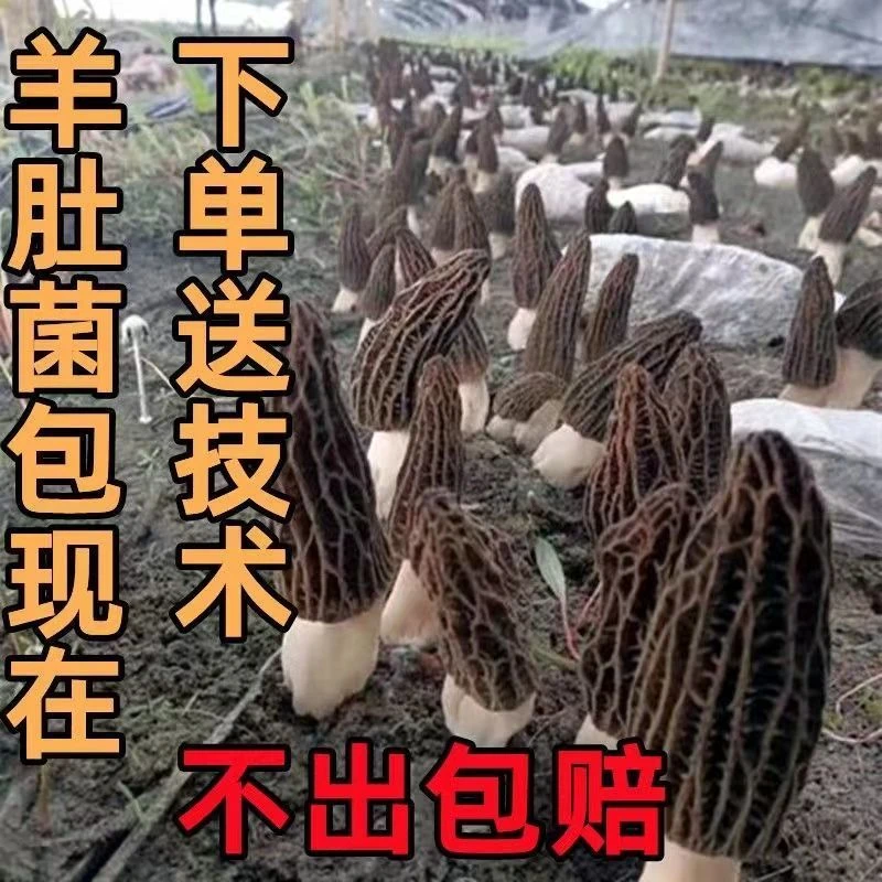 野生羊肚菌特级优质菌菌种菌包菌种家种室内阳台庭院户外四季可种