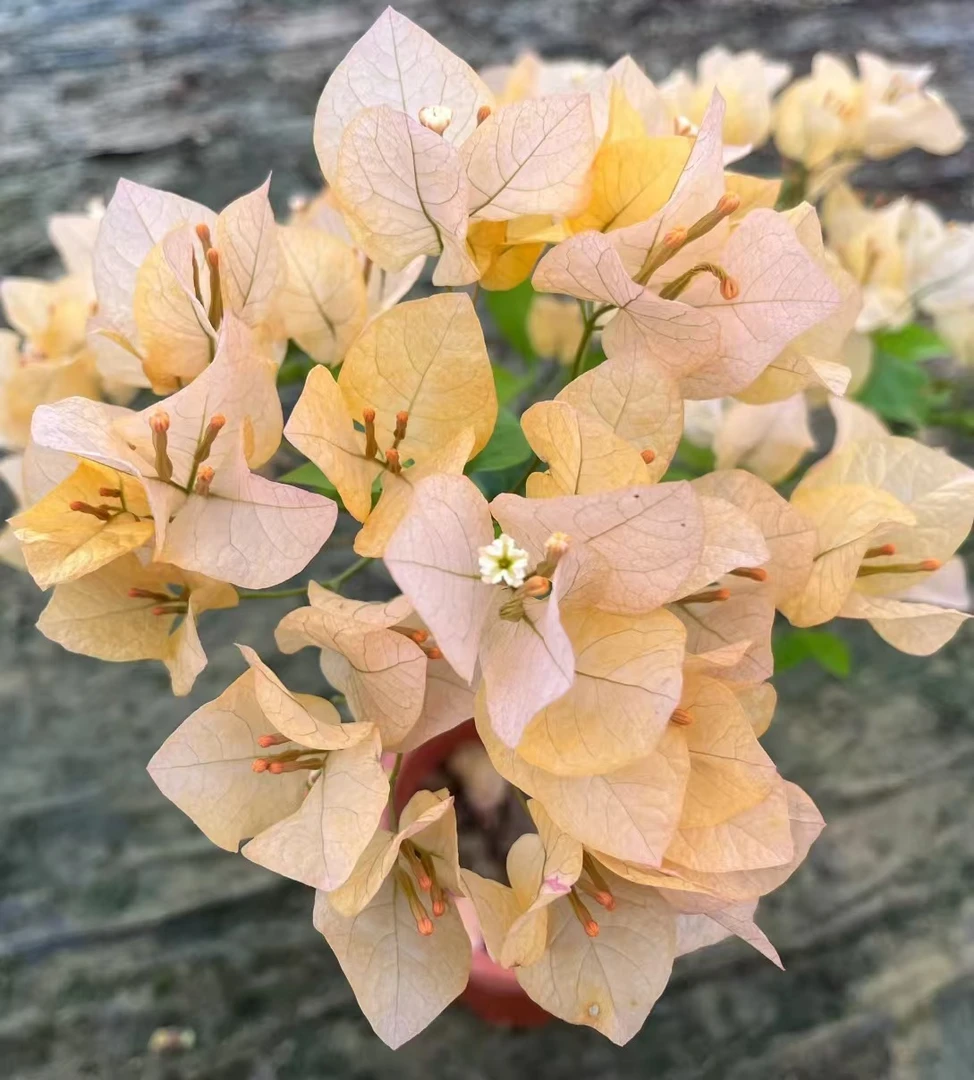 「金探戈」新优品三角梅盆栽四季花卉庭院爬藤阳台景观