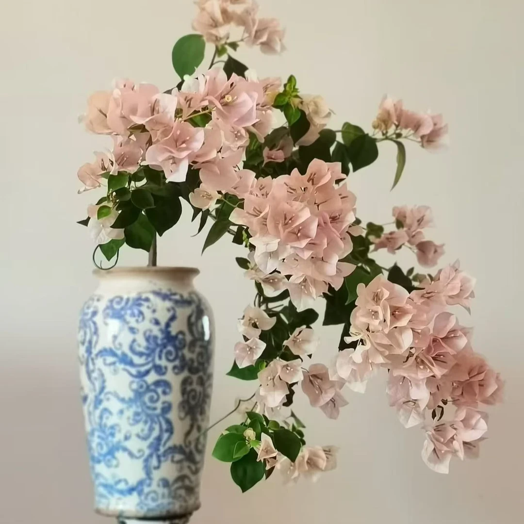 暗斑丽人三角梅袋苗包对版