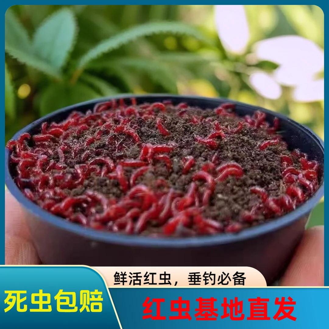 鲜活红虫营养土活饵特大号公虫活饵鱼饵垂钓钓鱼拉饵野钓喂鱼食