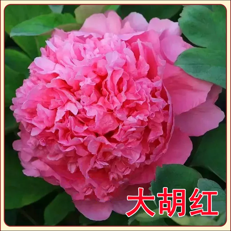 大胡红牡丹花苗大苗盆栽室内外庭院绿植正宗观赏重瓣牡丹花带花苞