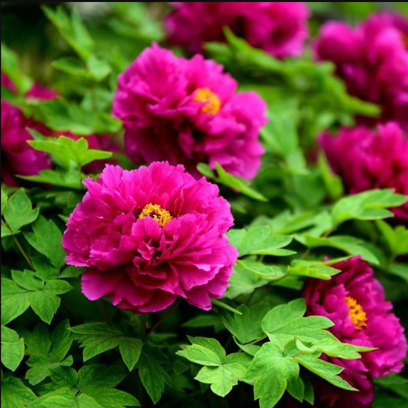 洛阳红牡丹花苗大苗盆栽室内外庭院绿植正宗观赏重瓣牡丹花卉花苞