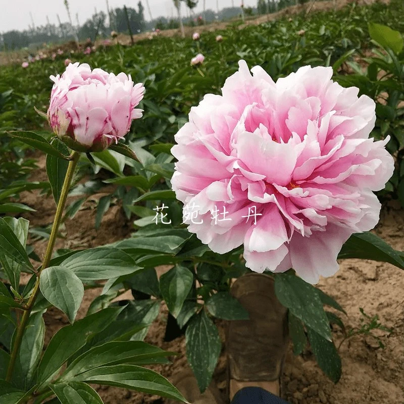 莎拉优选进口观赏芍药花苗带根块多年生正宗重瓣大花庭院盆栽芍药